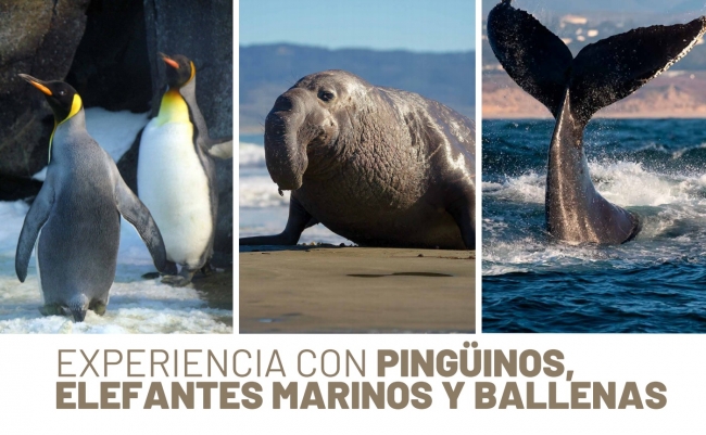 Experiencia con ping?inos, elefantes marinos y ballenas