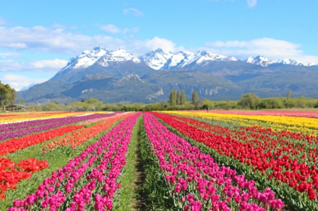 Tulipanes en Trevelin 