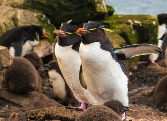 Crucero Ant�rtida, Malvinas y Fiordos Chilenos 