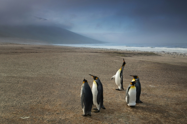  Malvinas Hist�rico